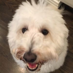 Meet your Posher, Barbara